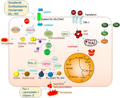 Targeting ferroptosis, a novel programmed cell death, for the potential of alcohol-related liver disease therapy